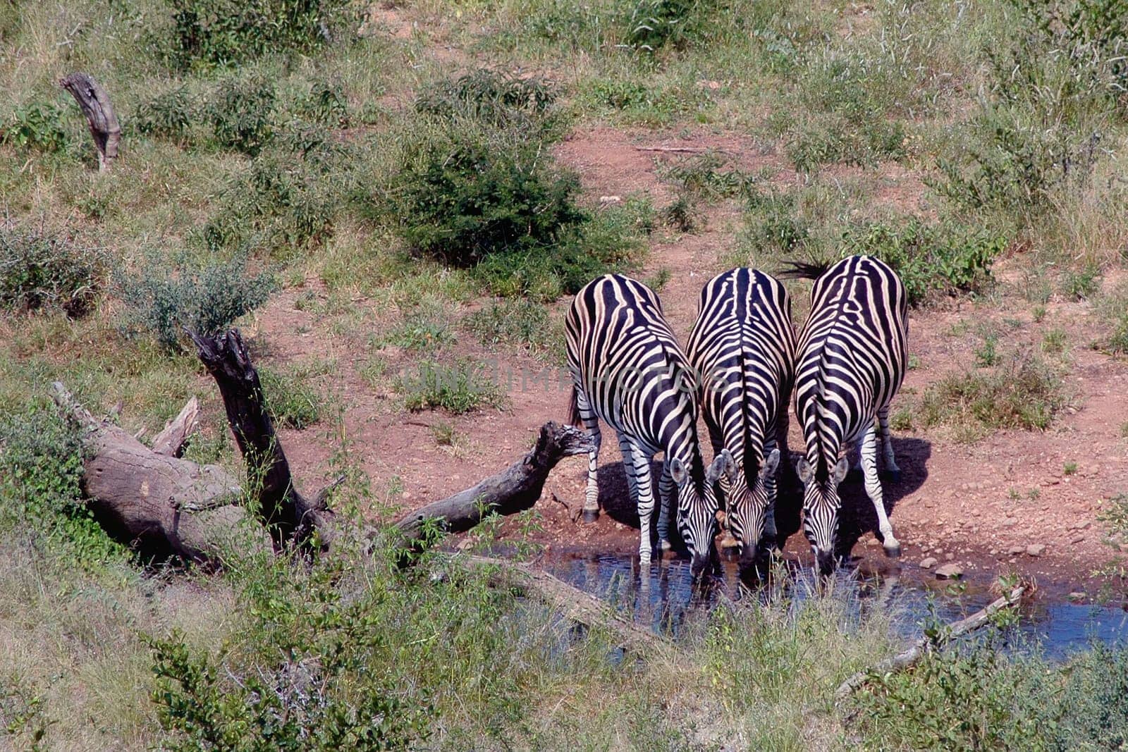 Zebras