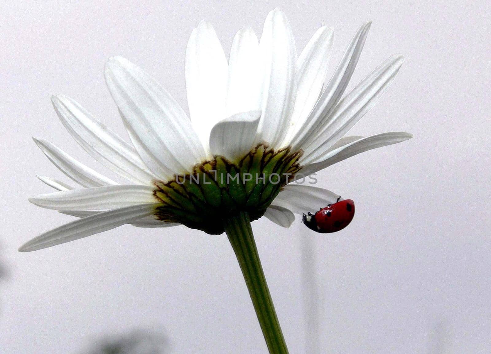 Ladybird