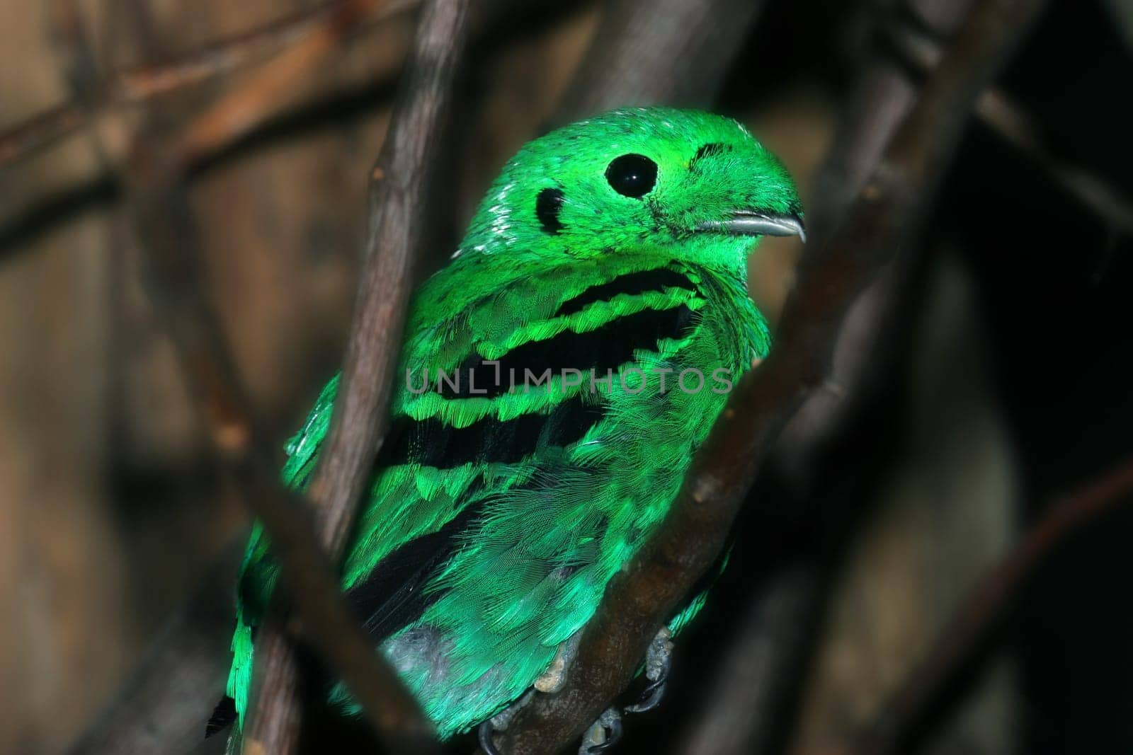 Emerald wide throat