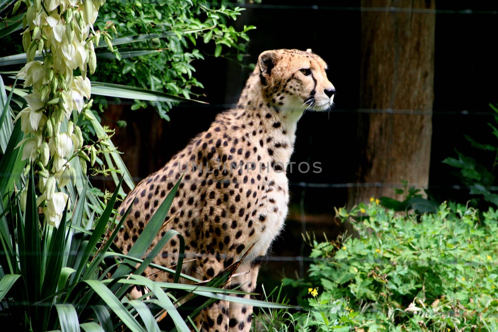 Cheetah