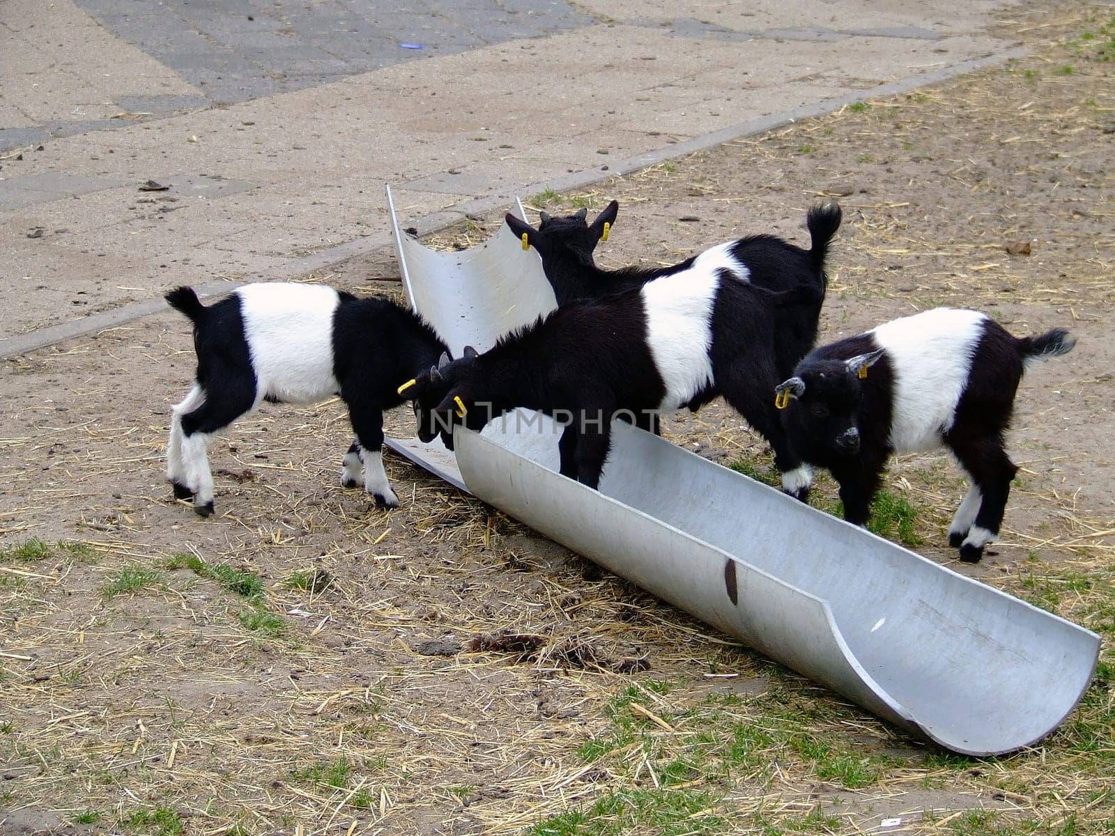 Hungry goats