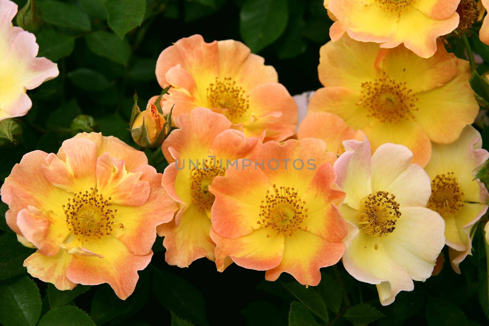 Euphoria orange Ground cover rose orange with yellow center 40-50 cm high