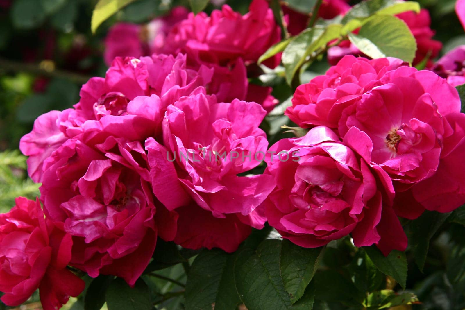 Mrs. Anthony Waterer Rosa rugosa
