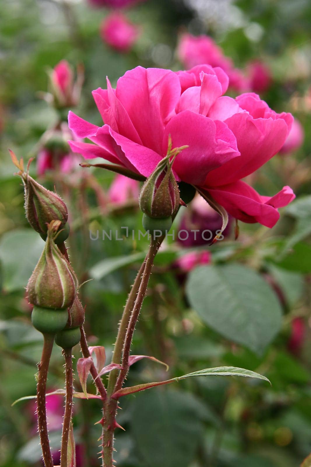 Parfum de l'Hay Rosa Rugosa