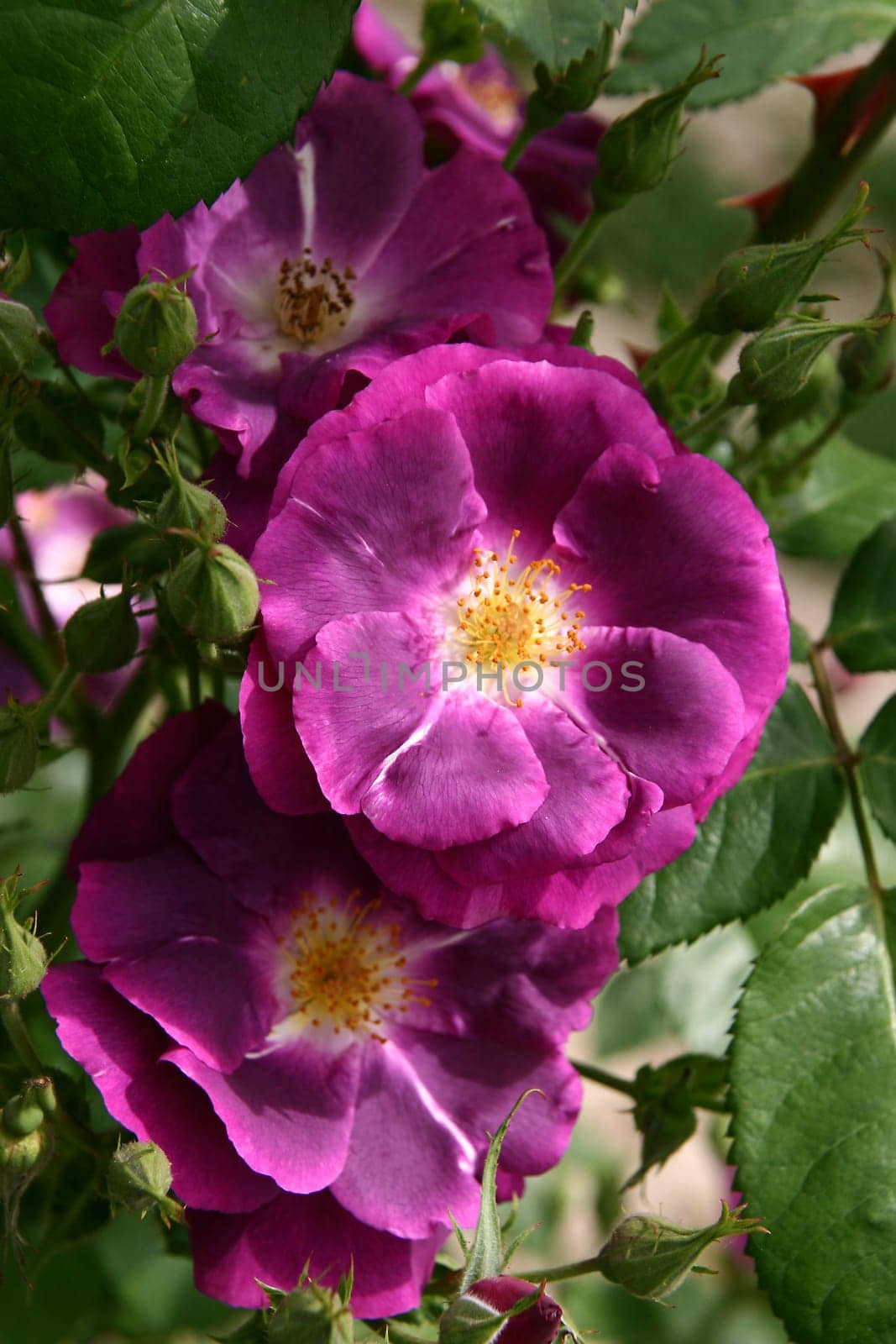 Rapsody in Blue Floribunda