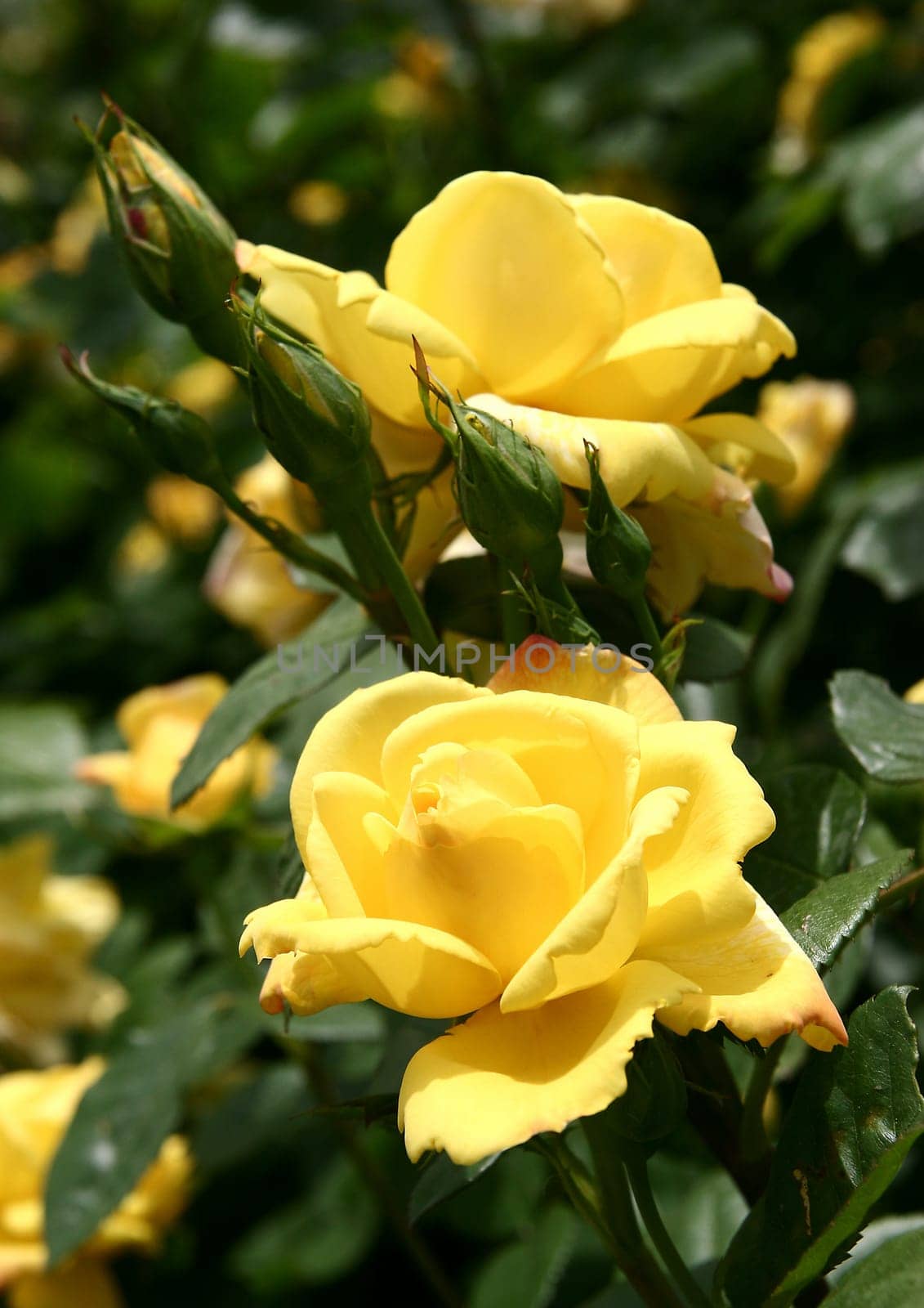 Chinatown Shrub rose
