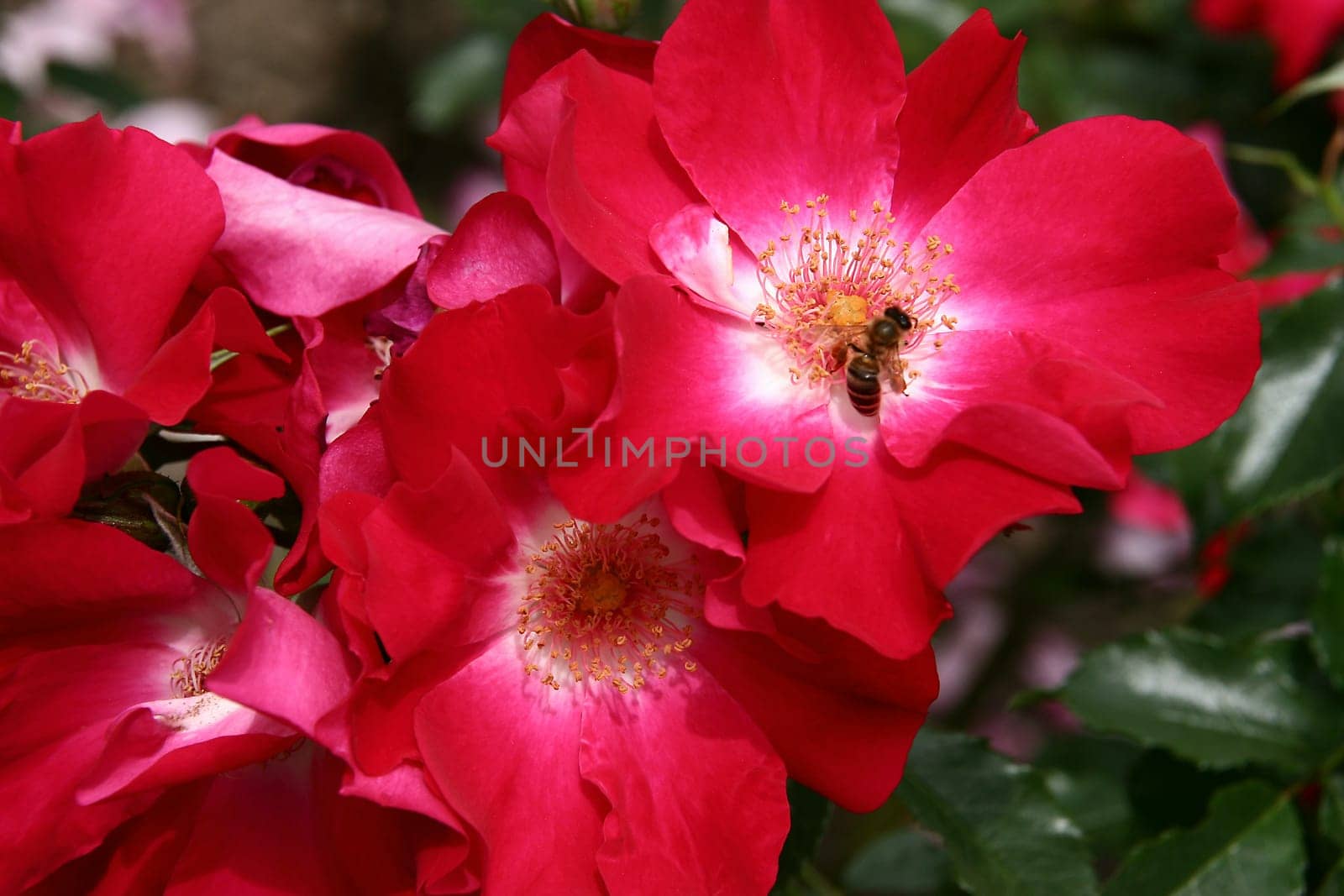 Dortmund Rambler rose