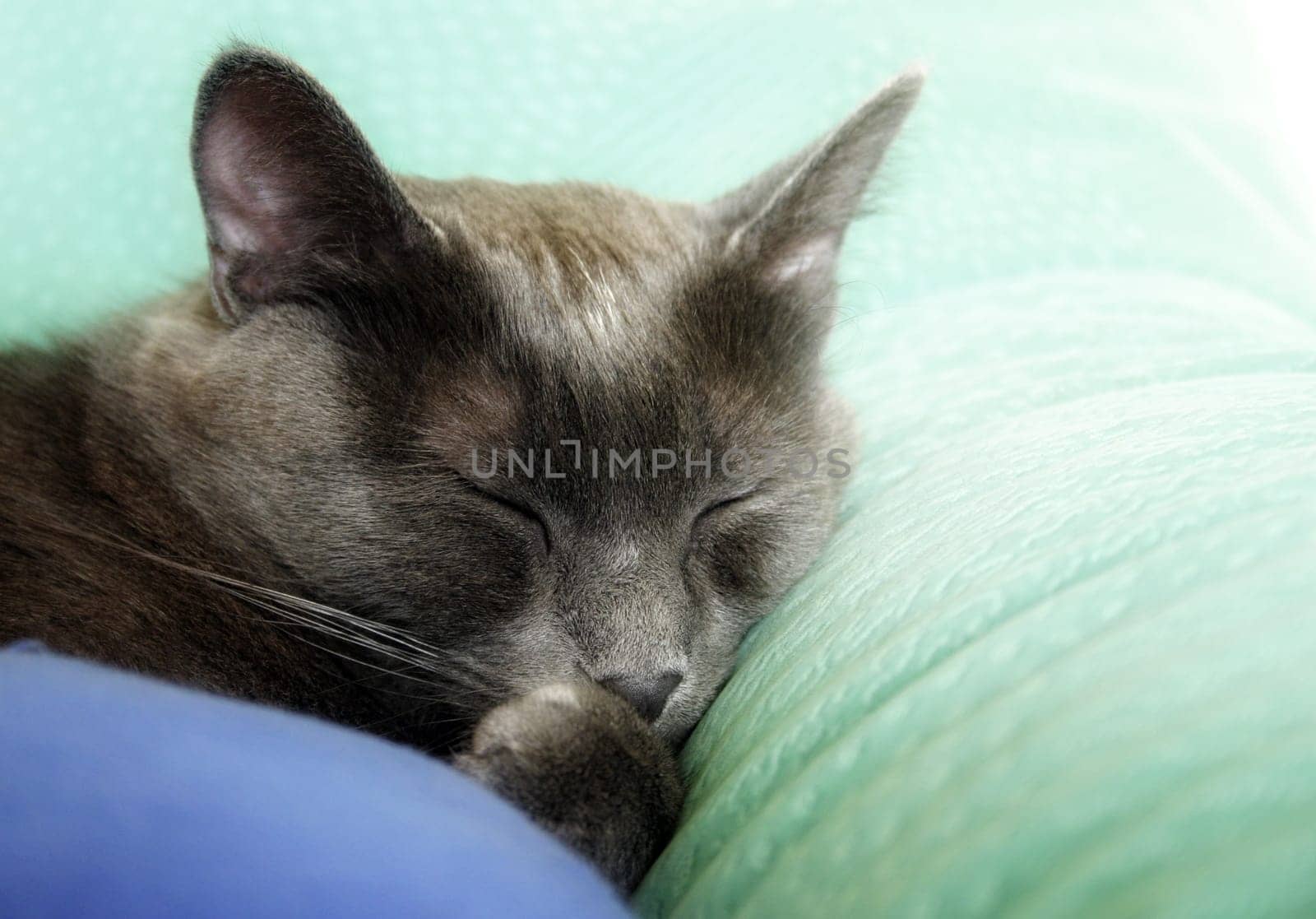 Sweet Dreams