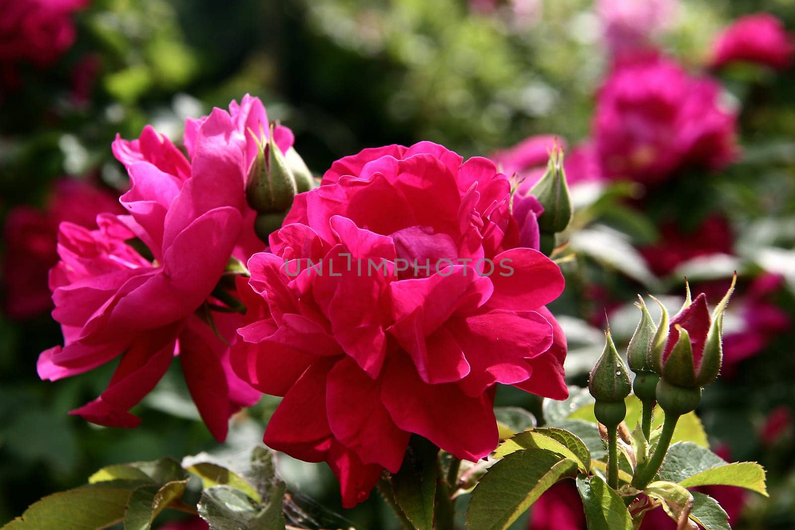 Mrs. Anthony Waterer  Rosa rugosa
