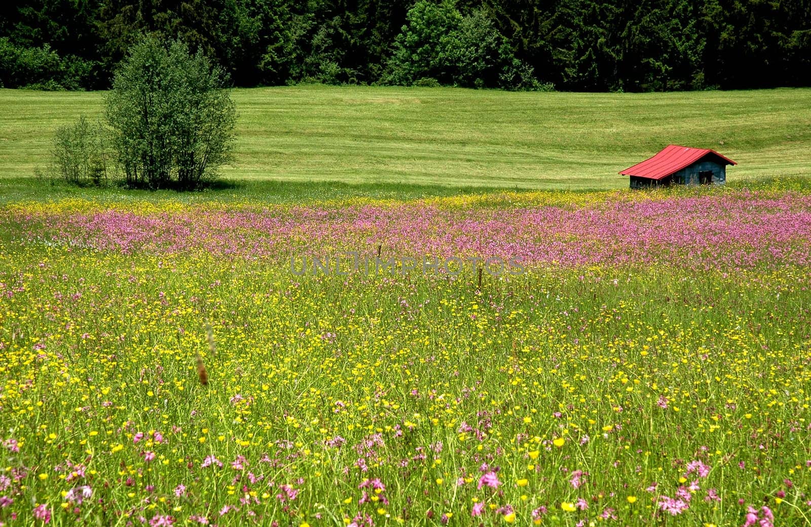 Wildflower Meadow
