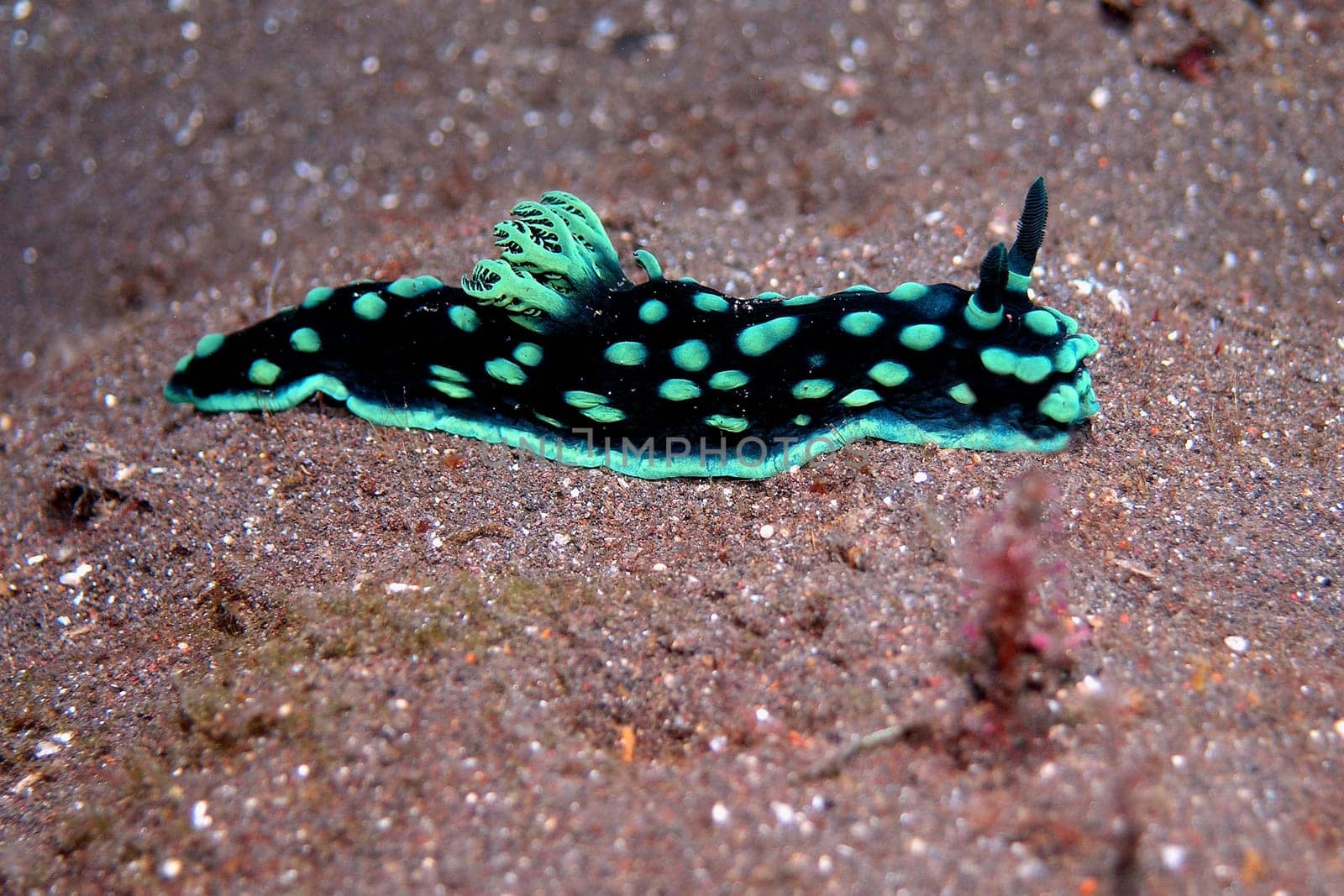 Slug