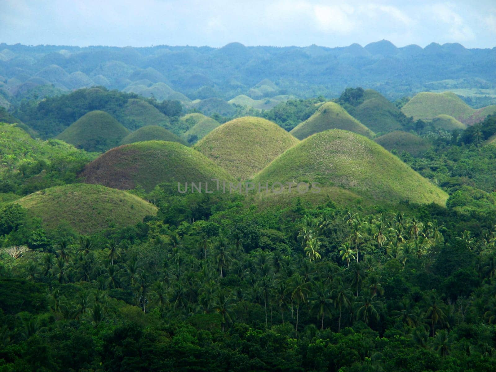 The Chocolate Hills are a unique natural spectacle! Millions of years ago,these mountains were still in the sea as a coral formation. When this lowered,nature took care of them. After the dry season,the mountains become chocolates - brown!