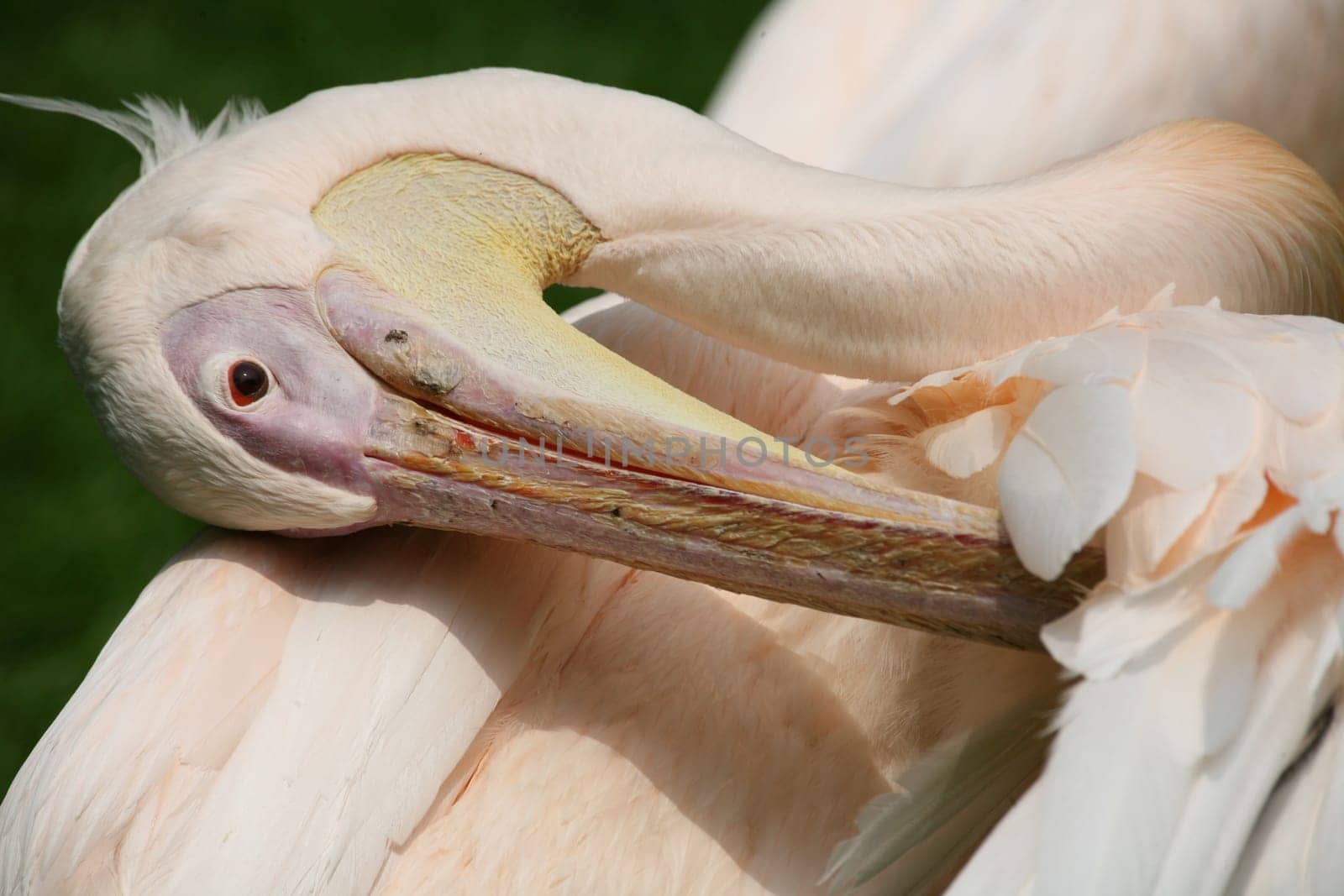 Eastern white pelican