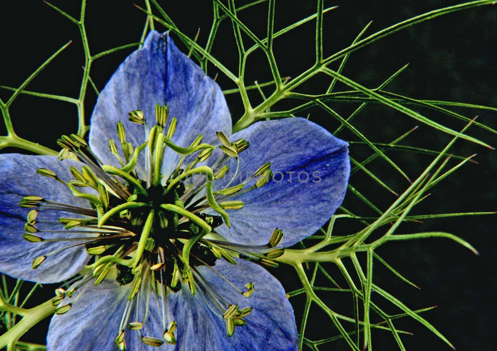 Nigella