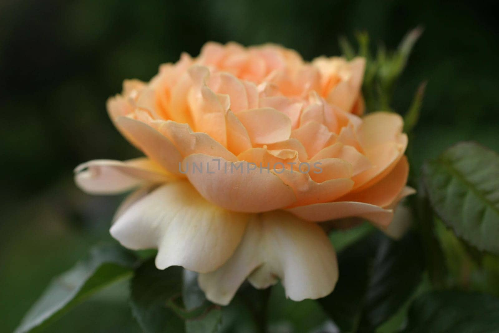 rose without hip without rosehip