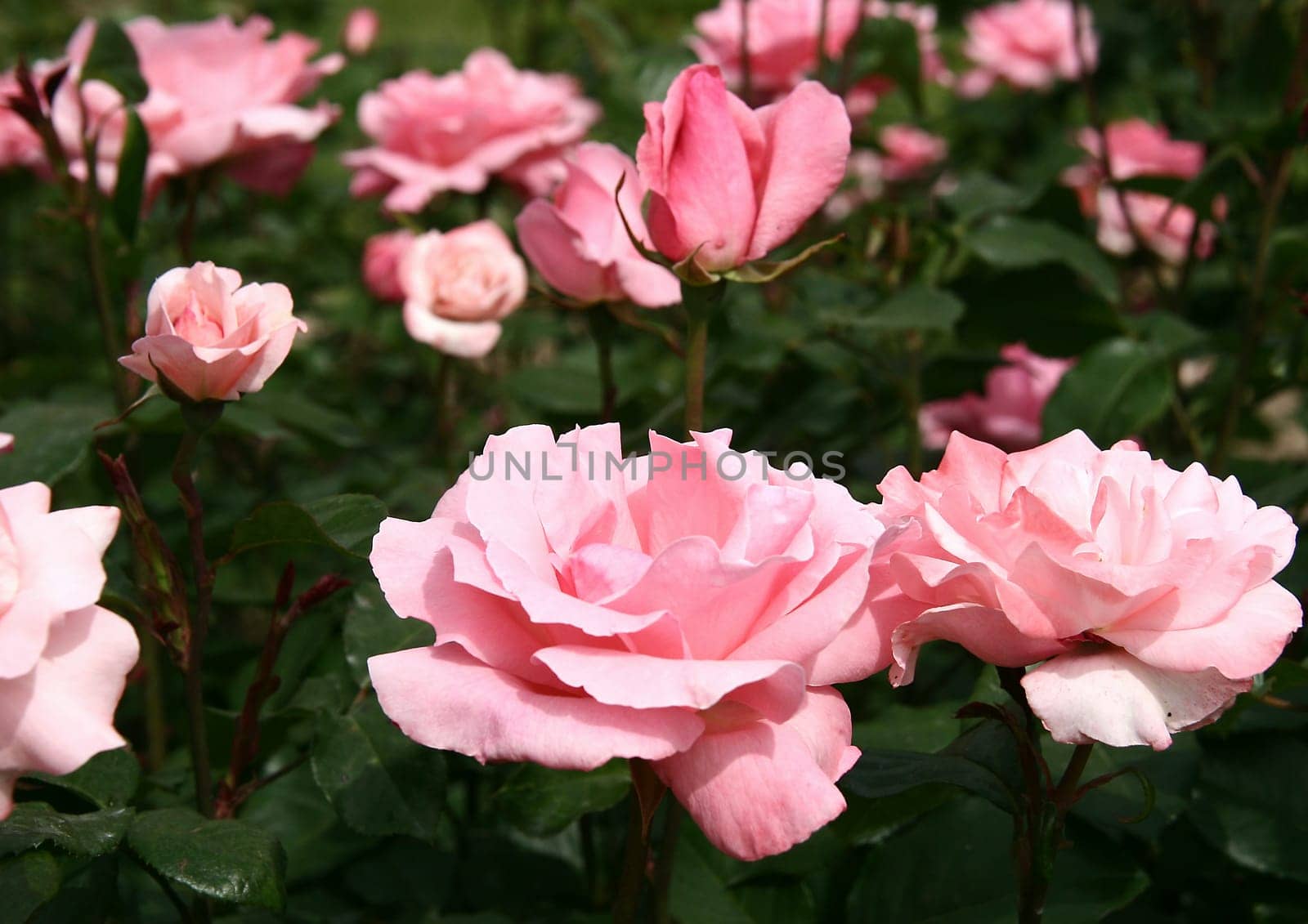 Queen Elizabeth Rose Grandiflora