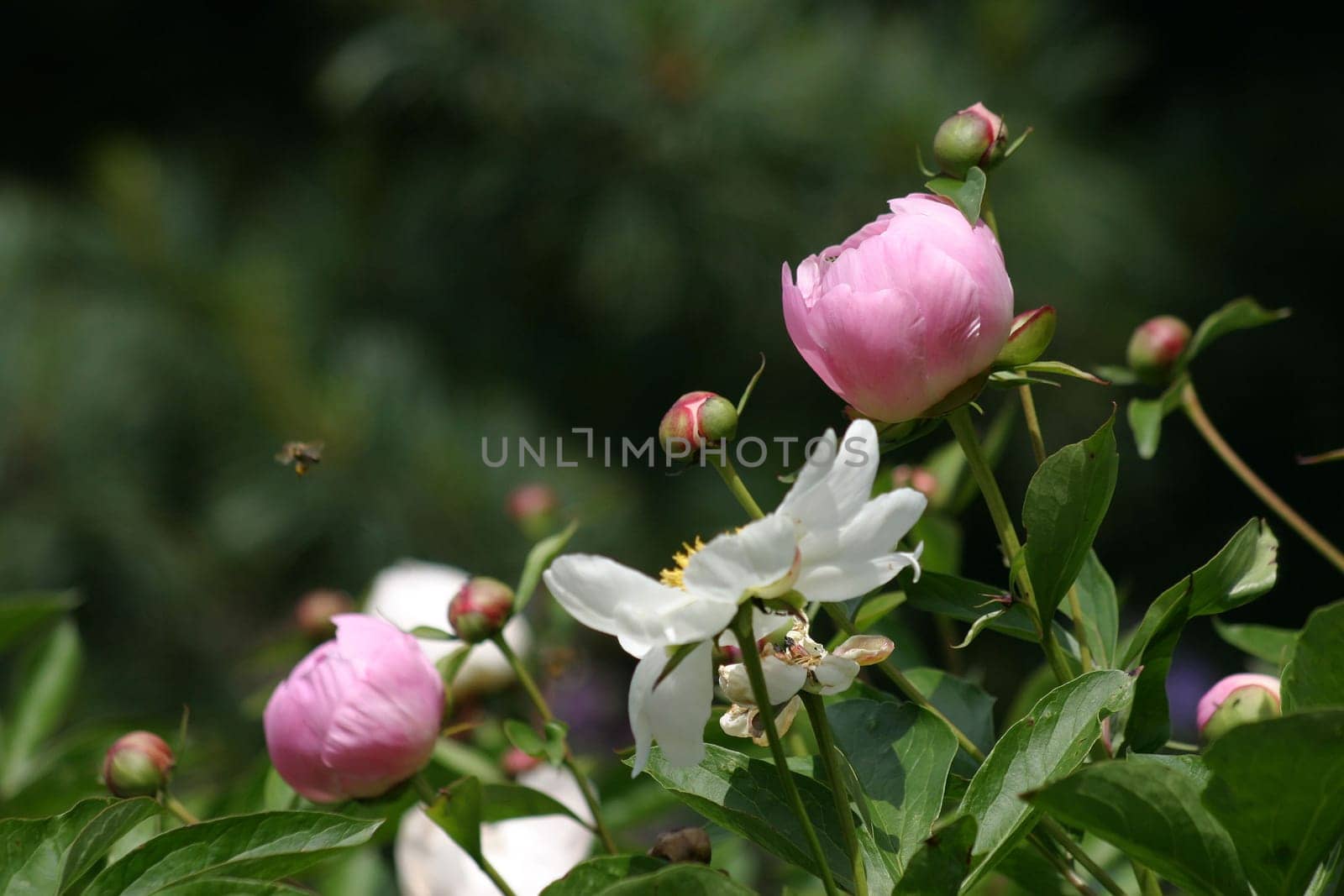Peony