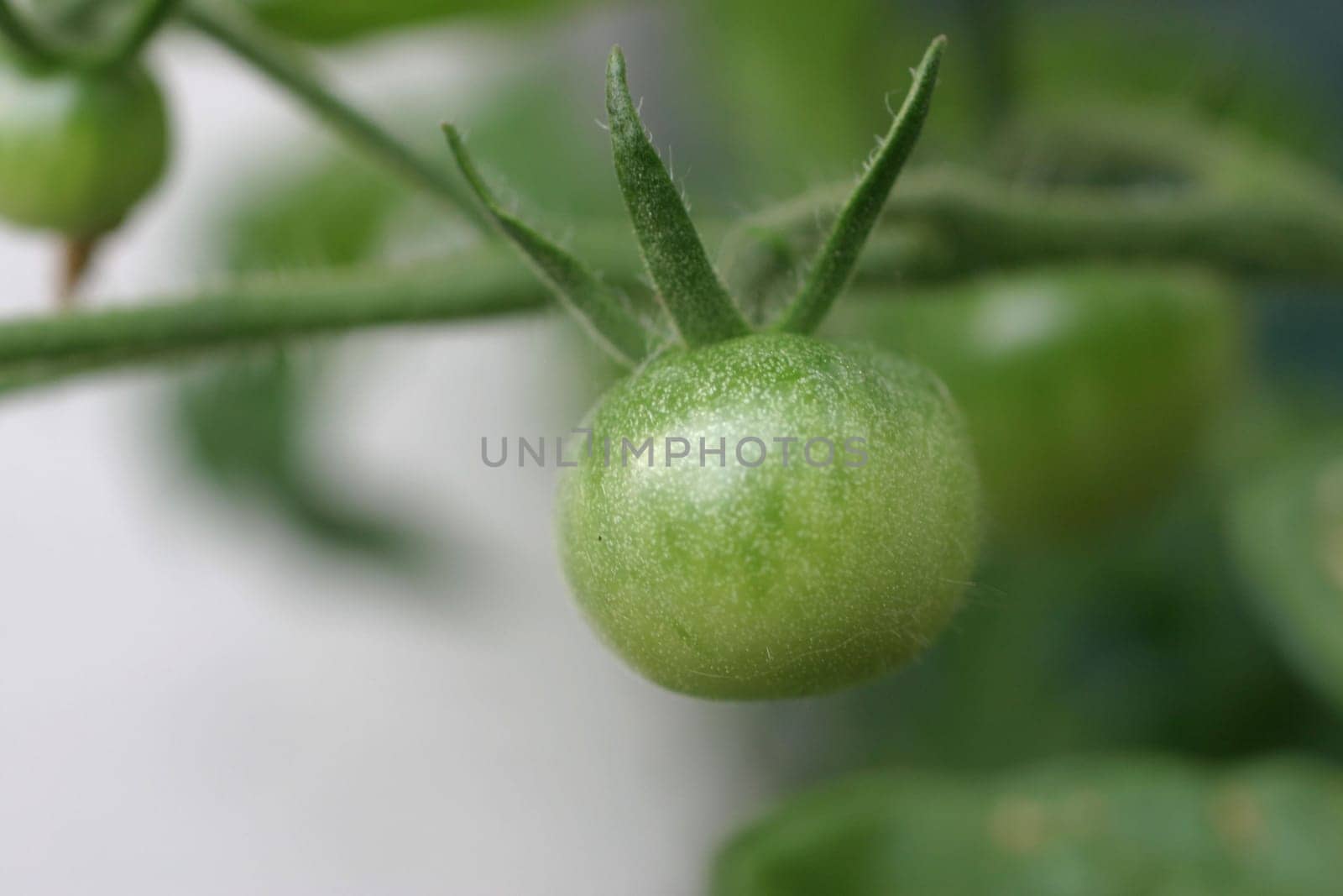 Tomato
