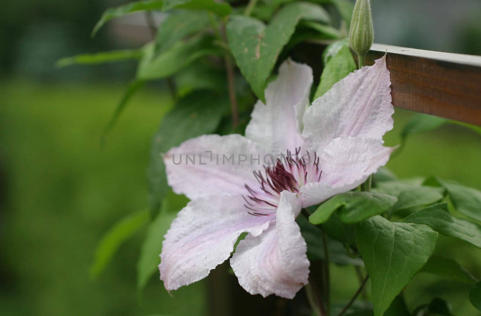 Clematis
