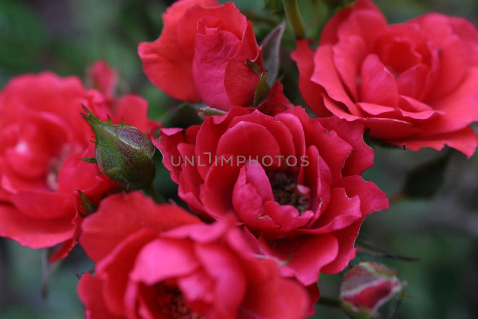 rose without hip without rosehip