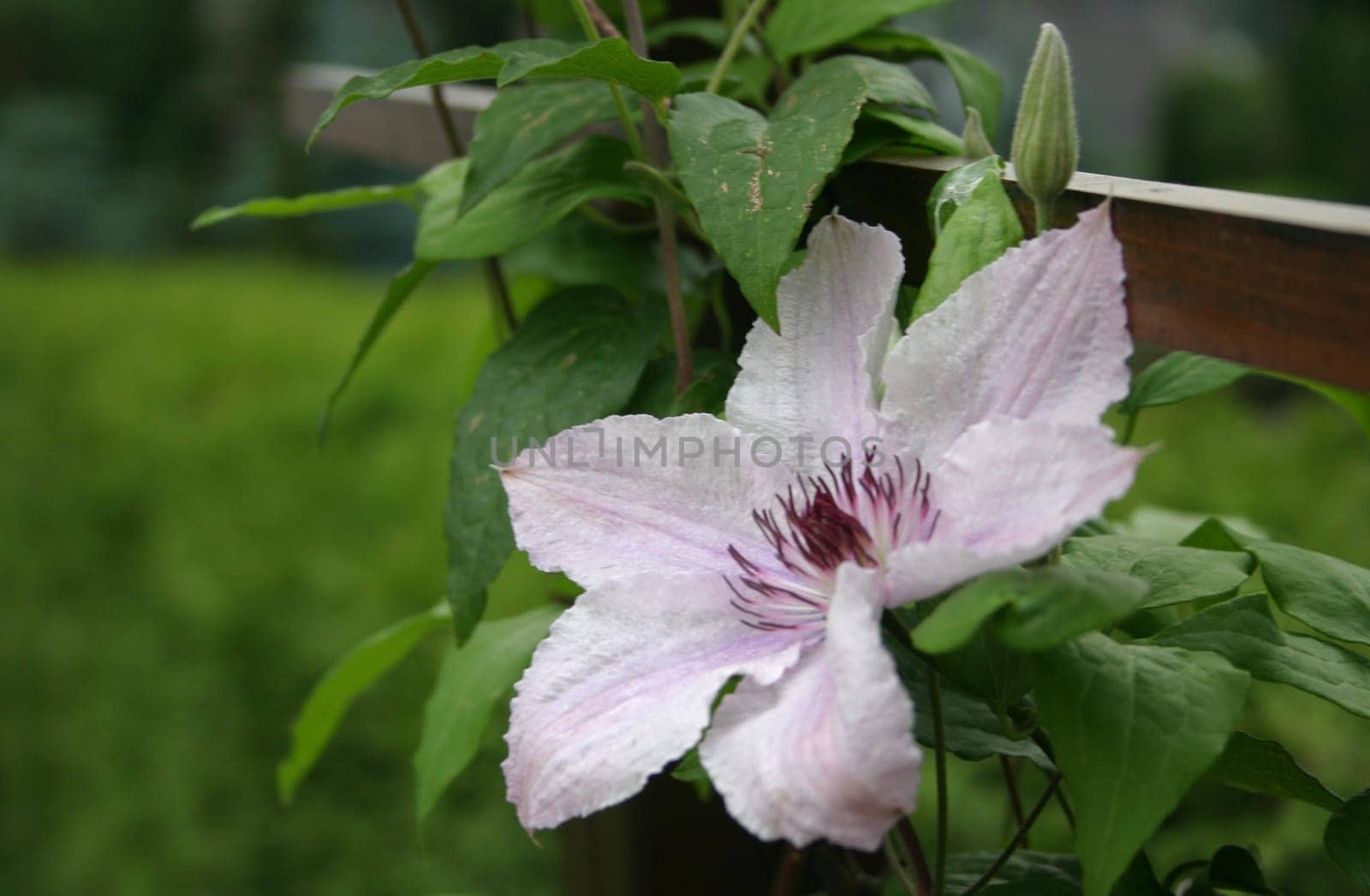 Clematis