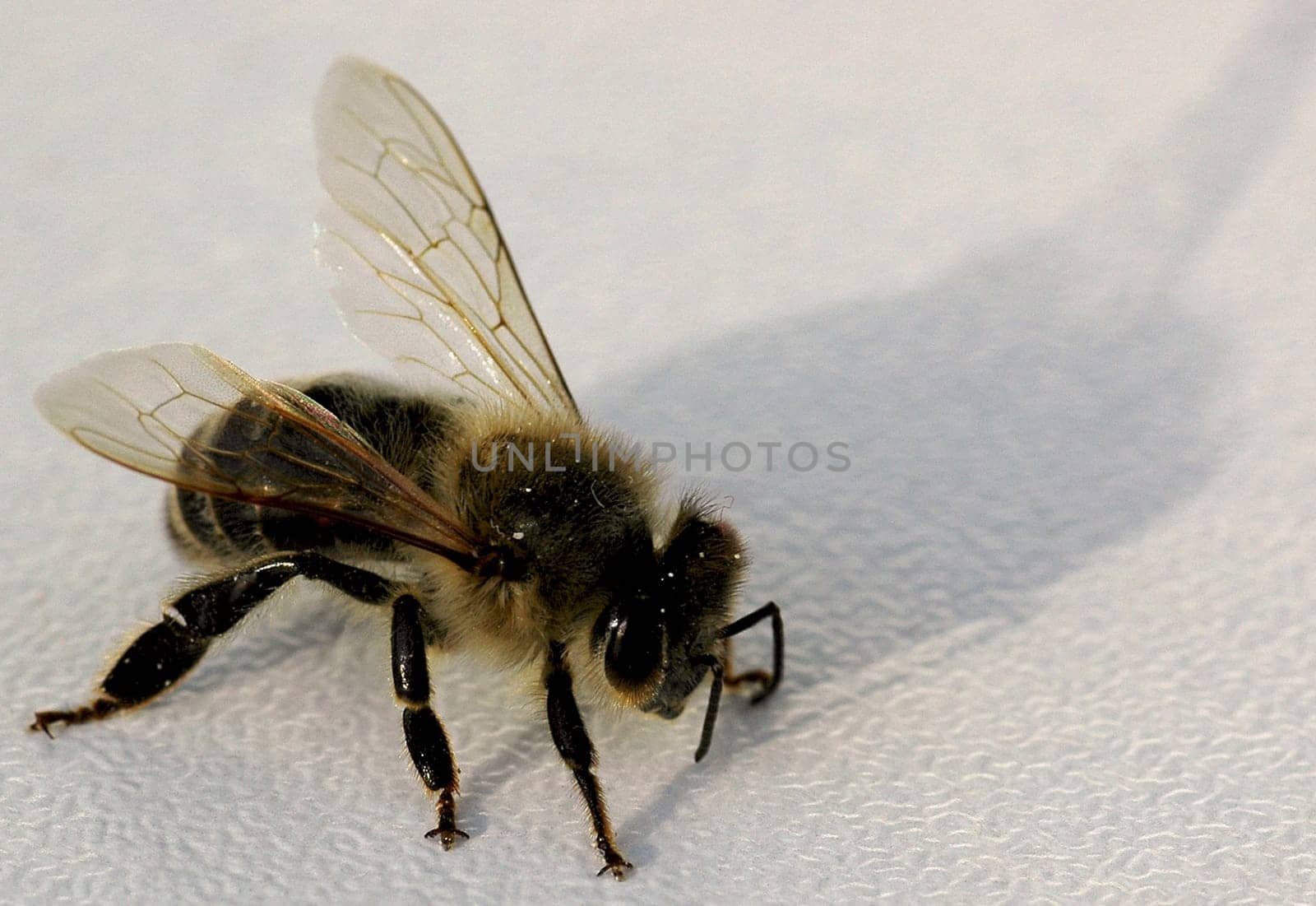 Maya the Bee