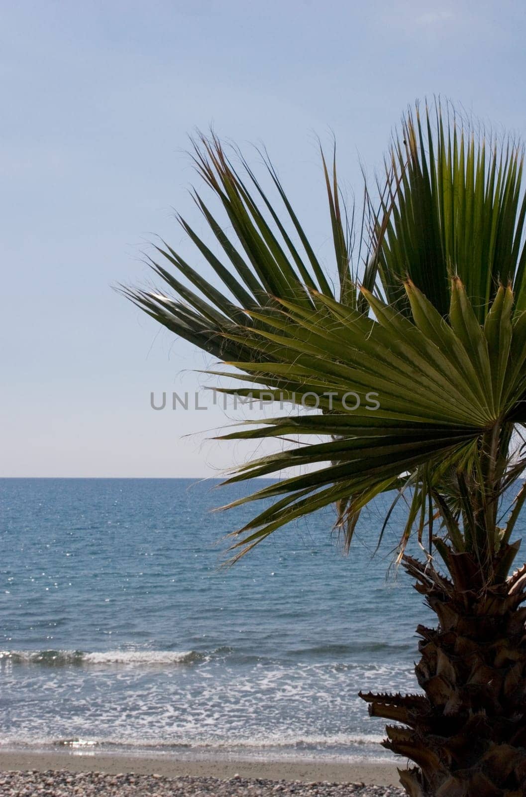 Palm tree,beach and sea