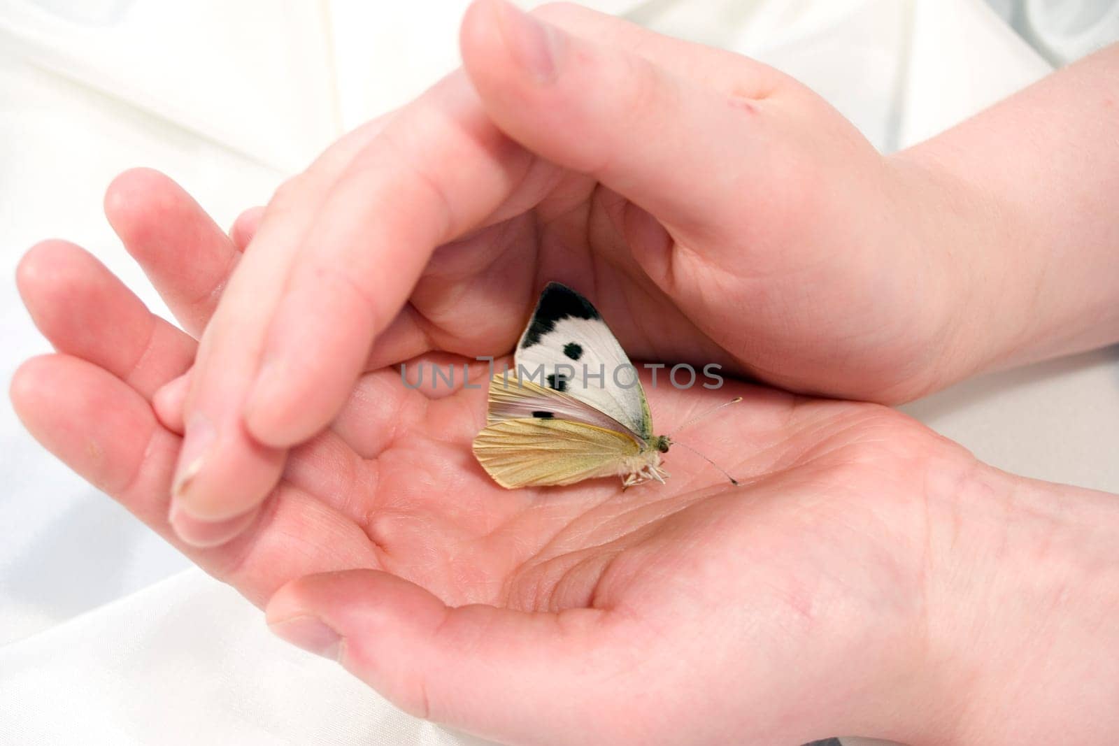 Protective butterfly