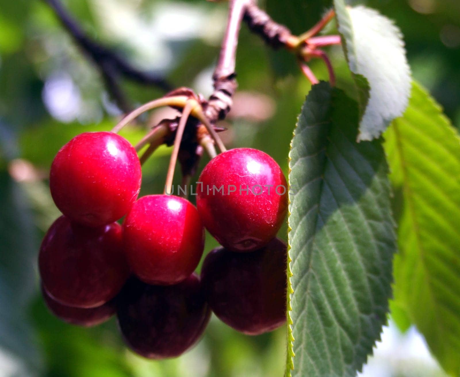 Sweet Fruits III