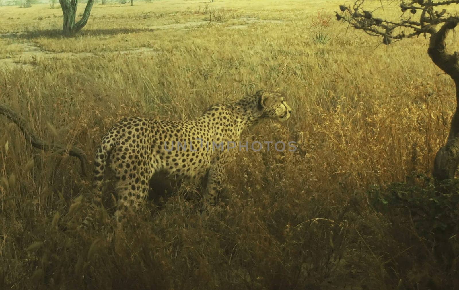 Serengeti Garden