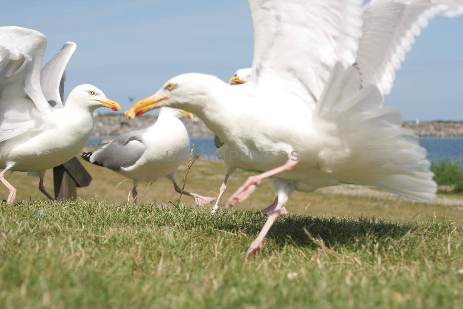 Seagulls fighting for food