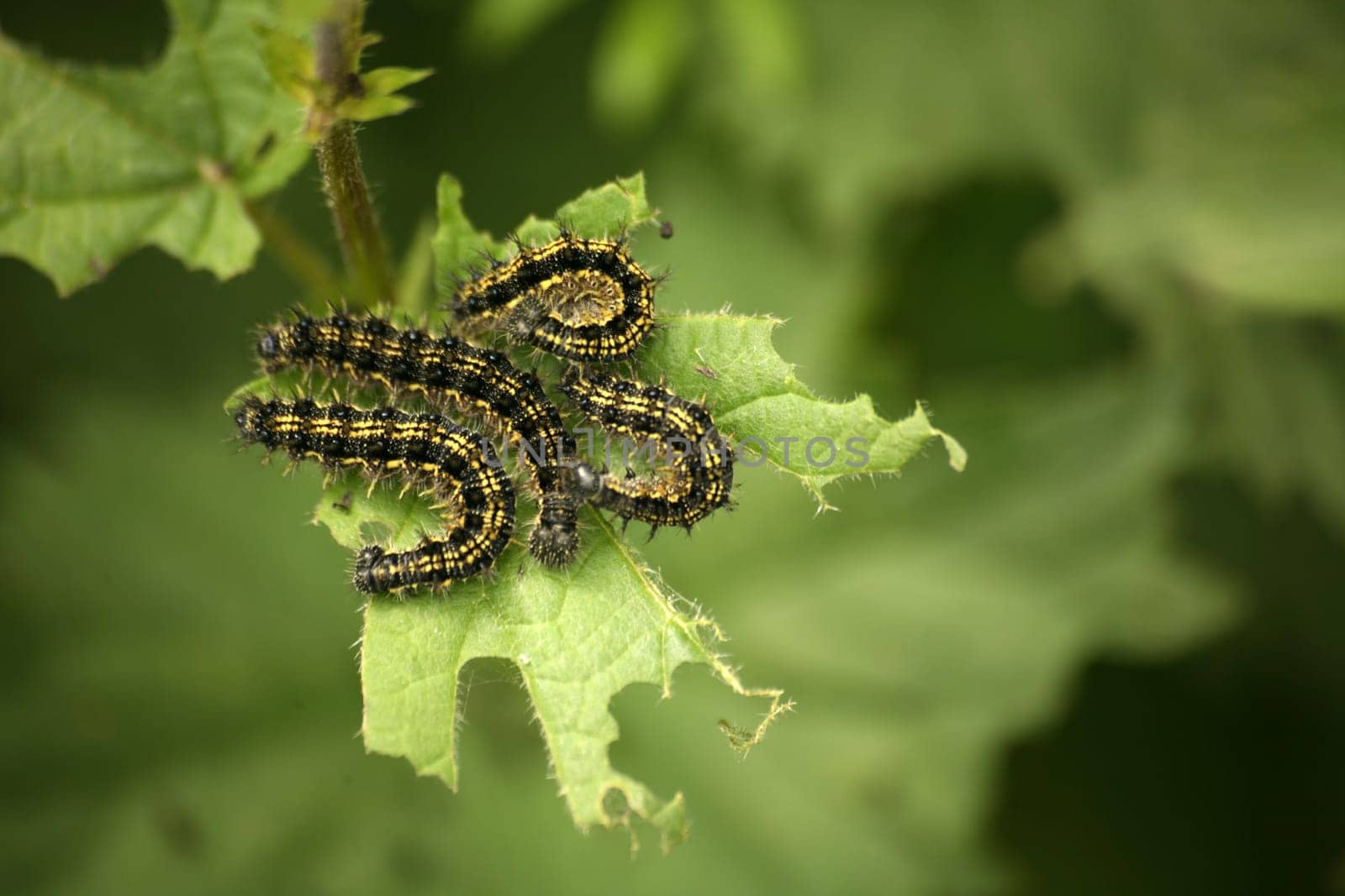 Caterpillars of the Little Fox (Nymphalis,urticae)