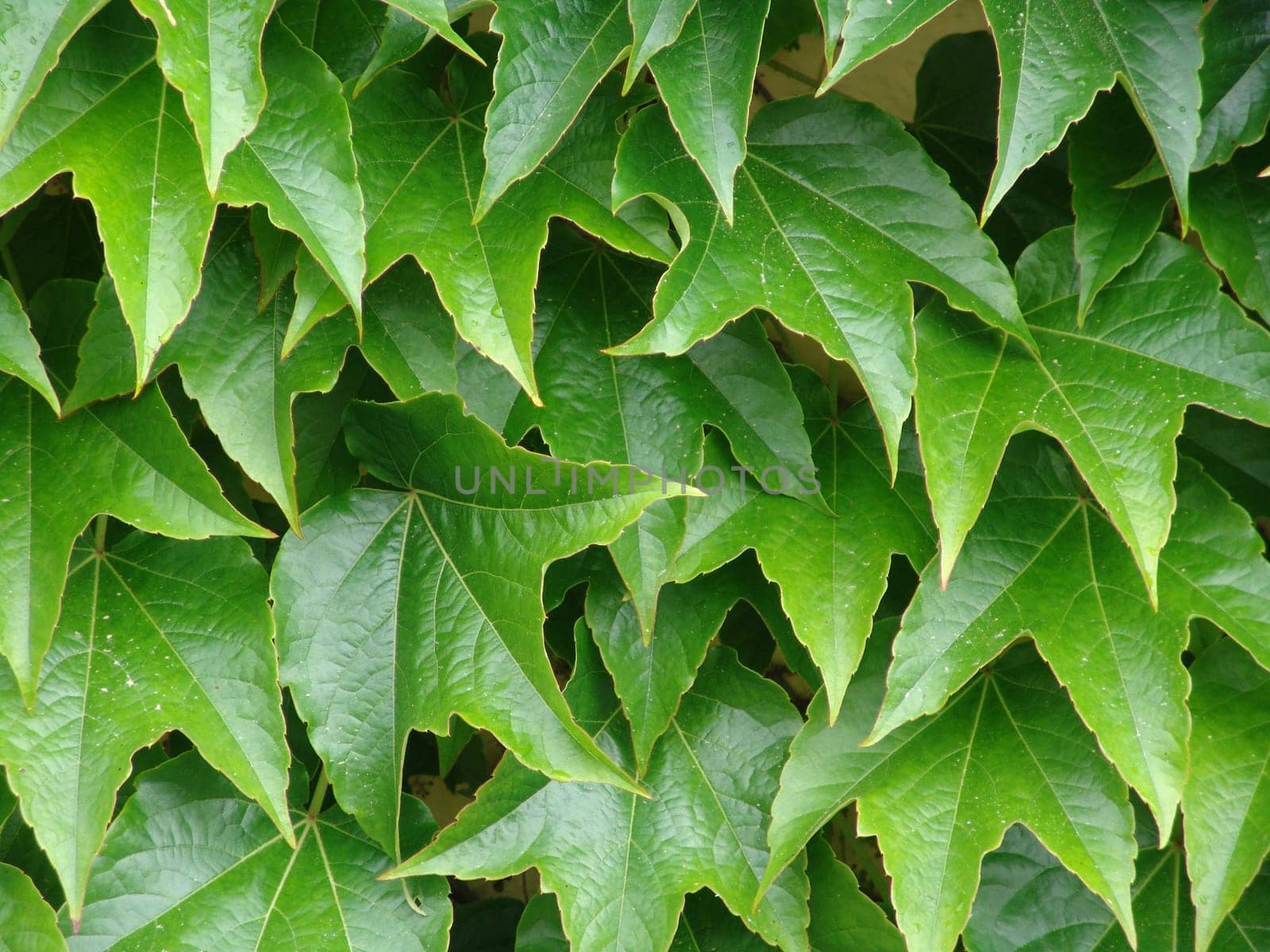 Vine leaves