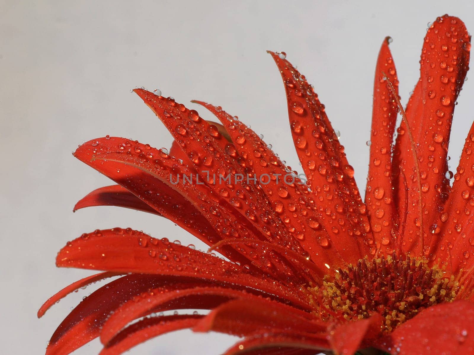 Gerbera II