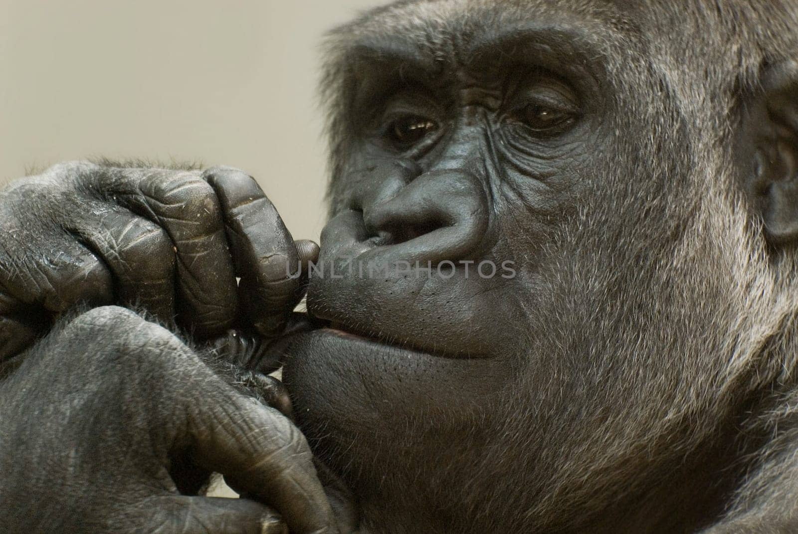 (Gorilla gorilla) We should think about it.