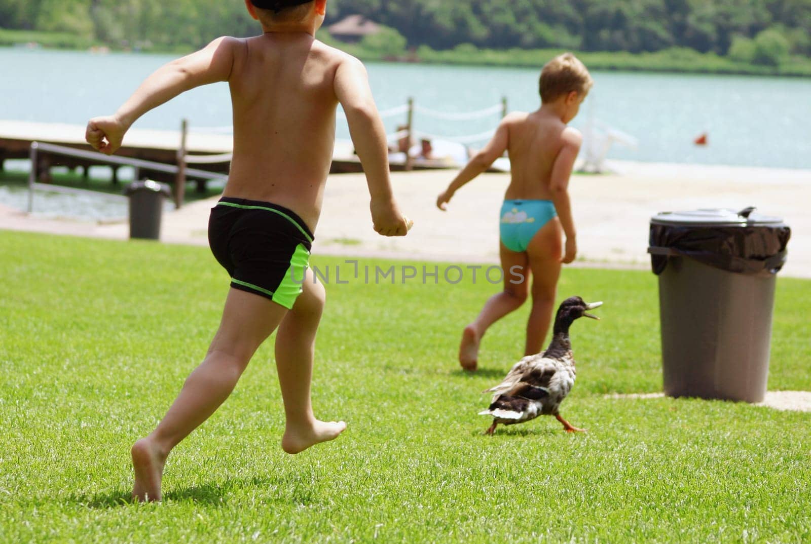 Duck shooting