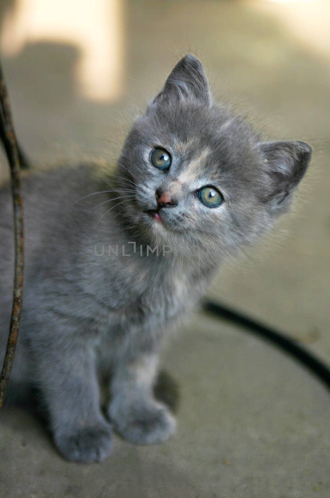 attentive