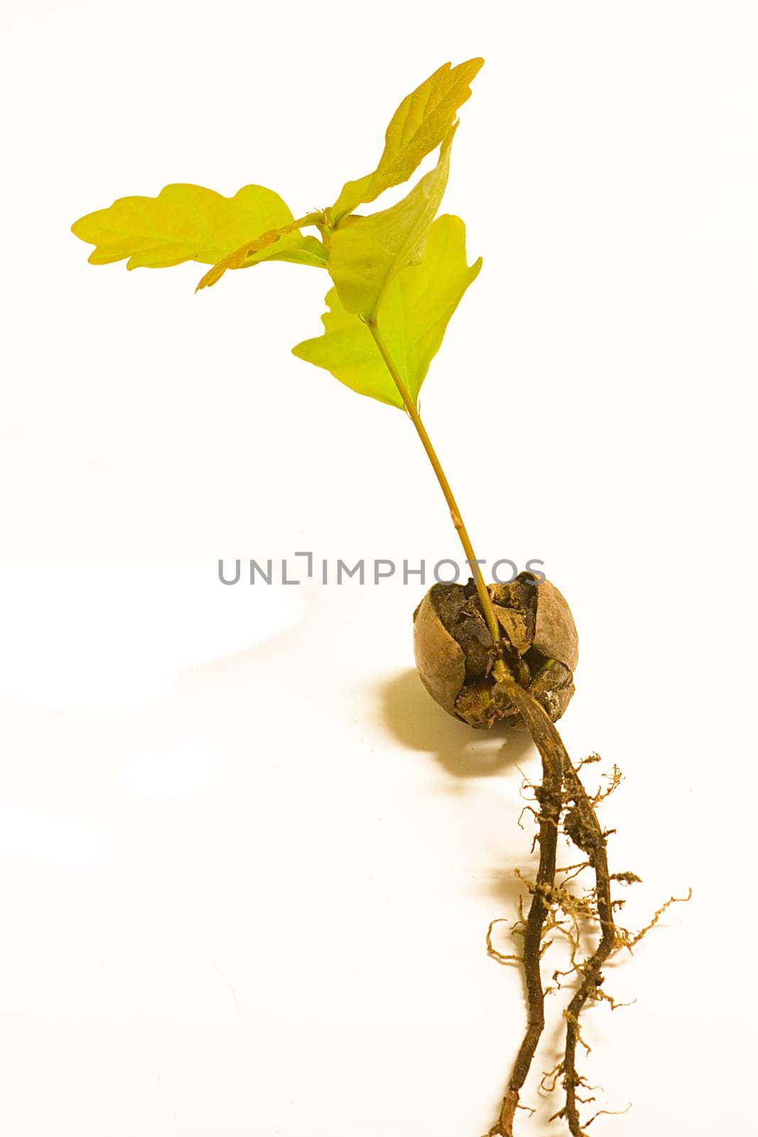 Oak seedling 2