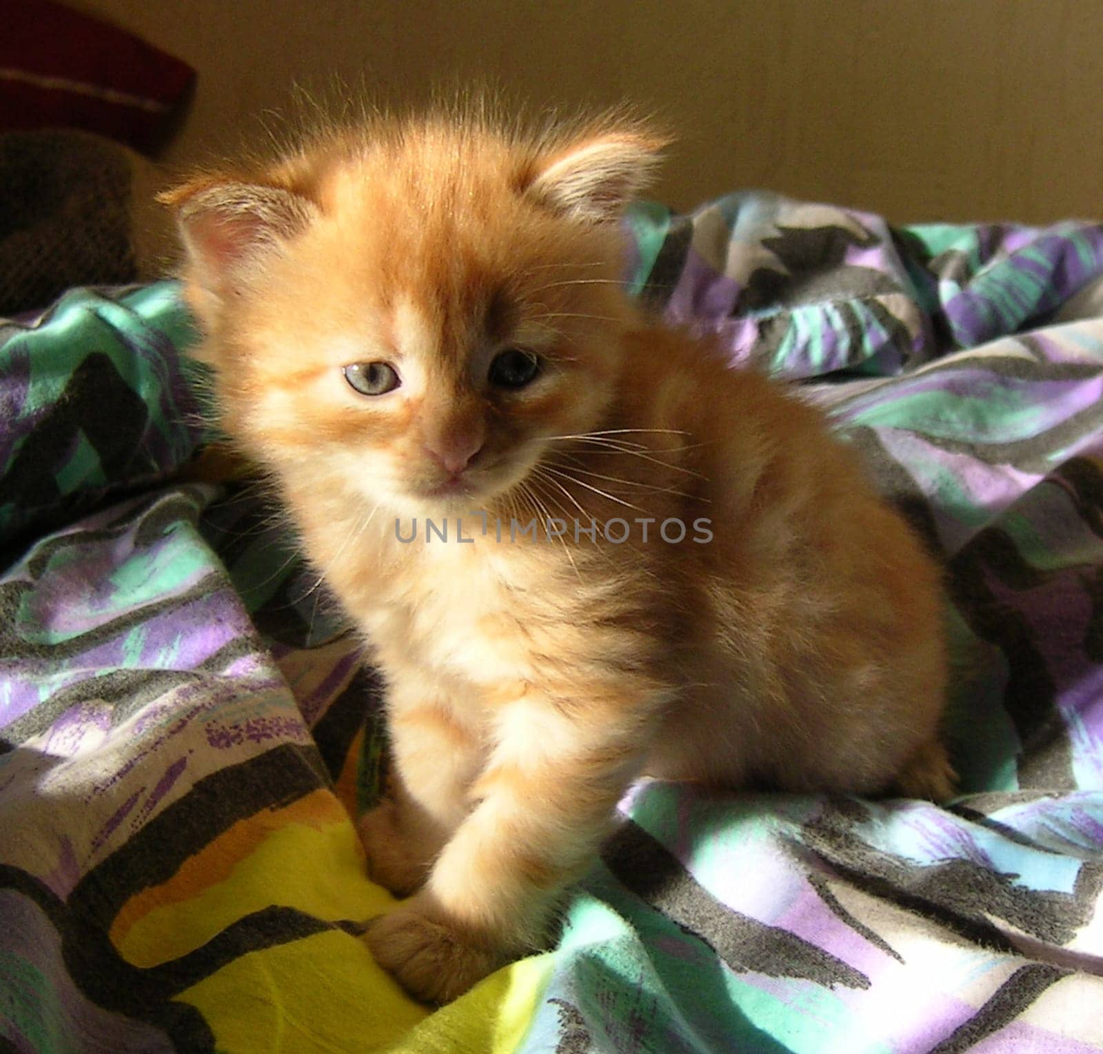 Little Garfield