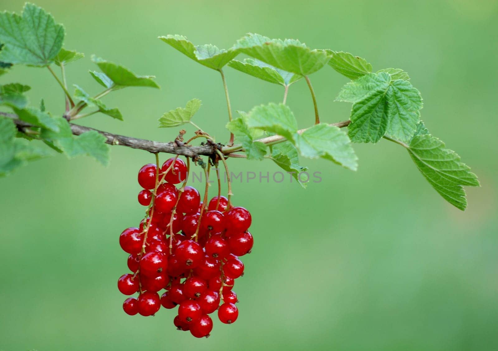 red currant II
