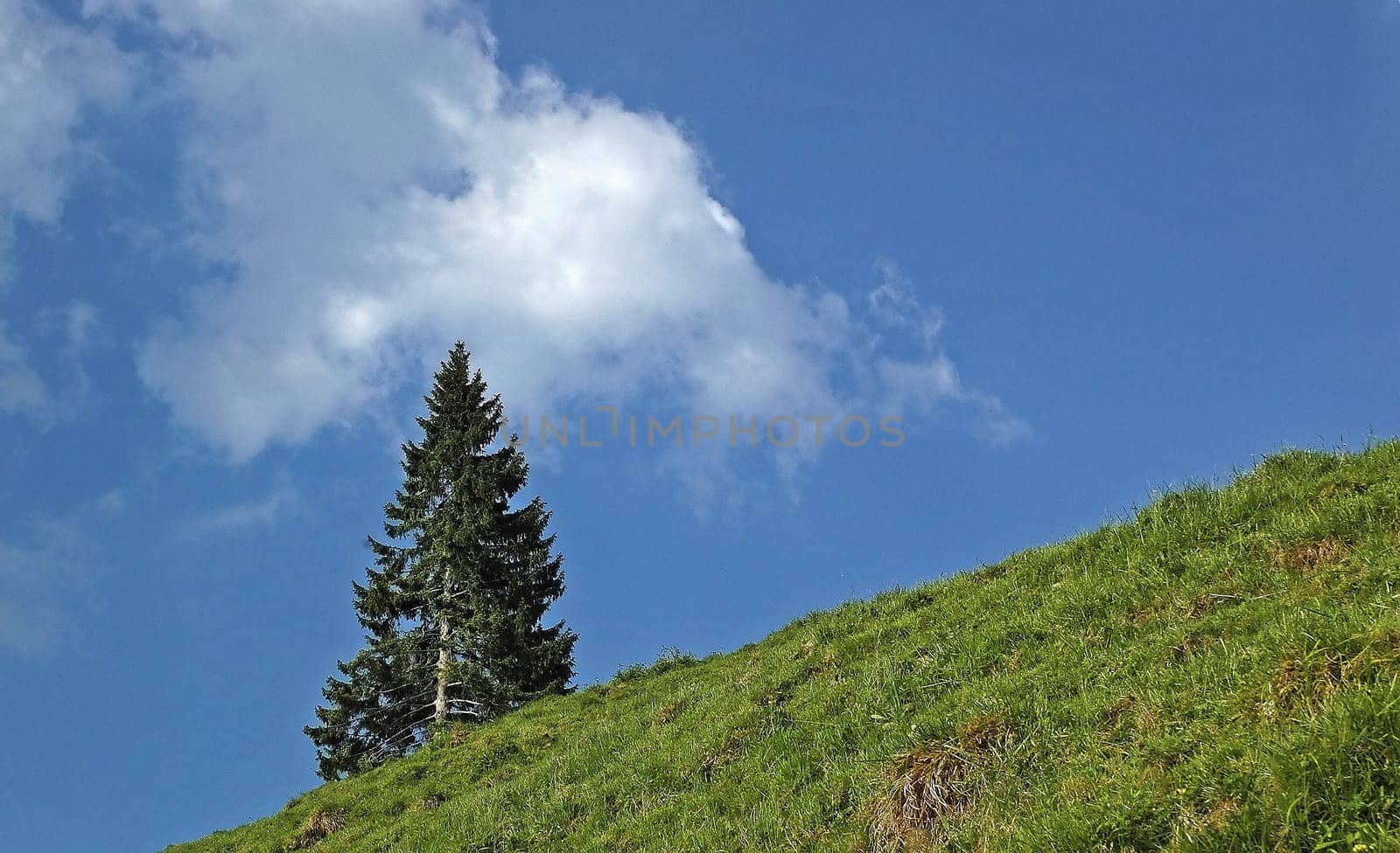 A fir tree