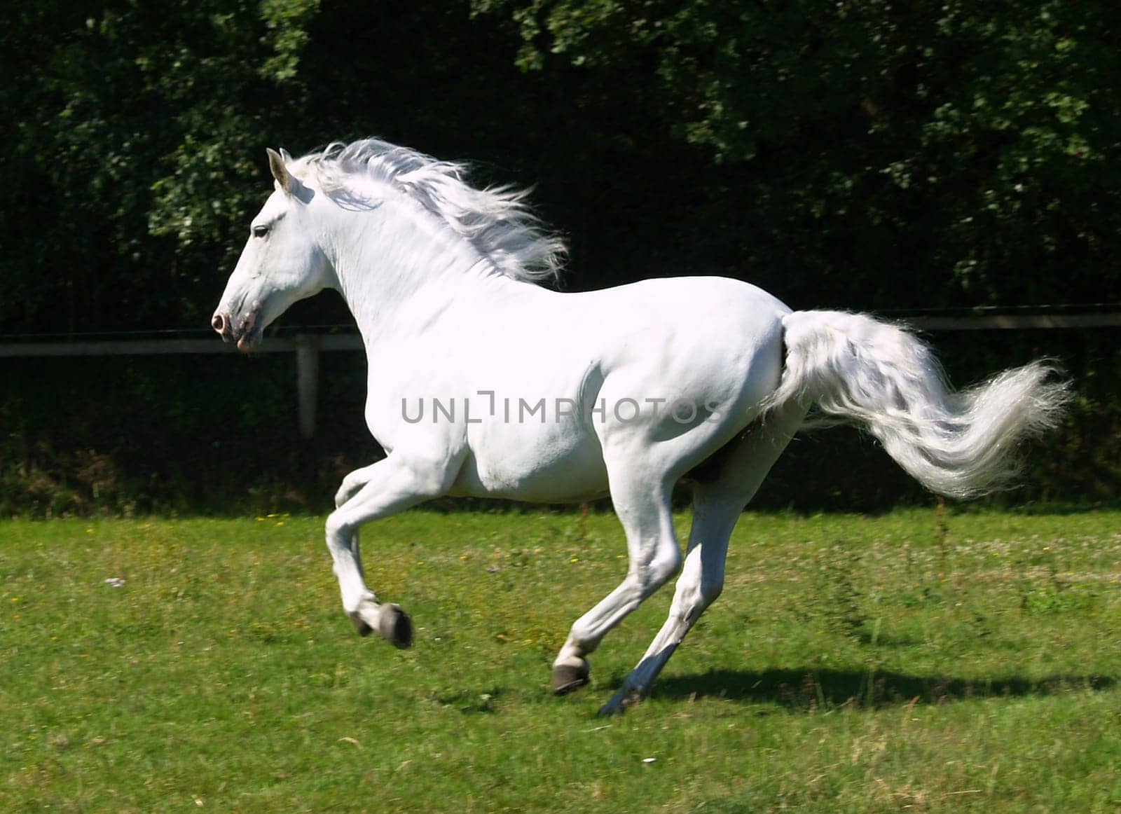Gallop