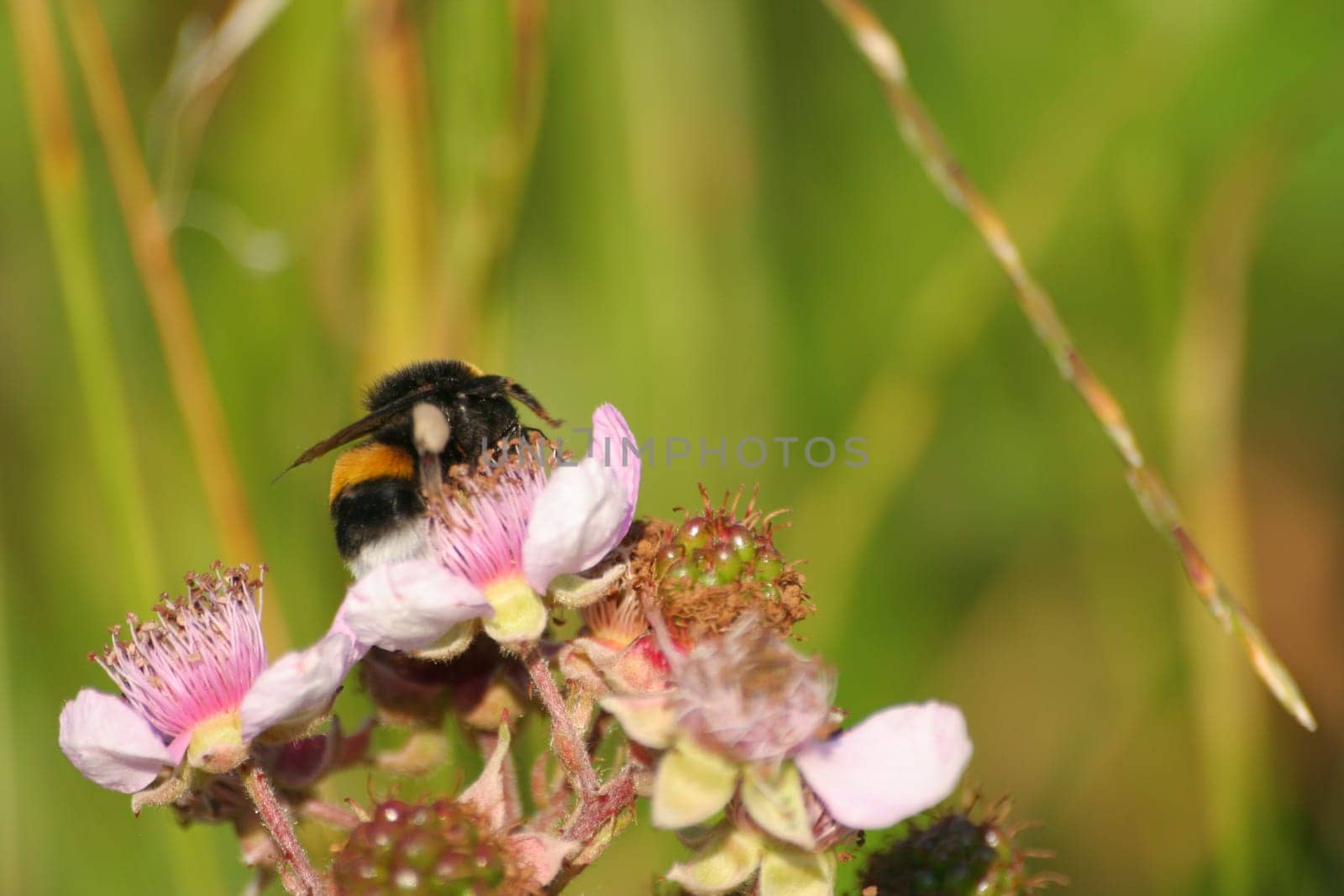 Bumblebee on blackberry