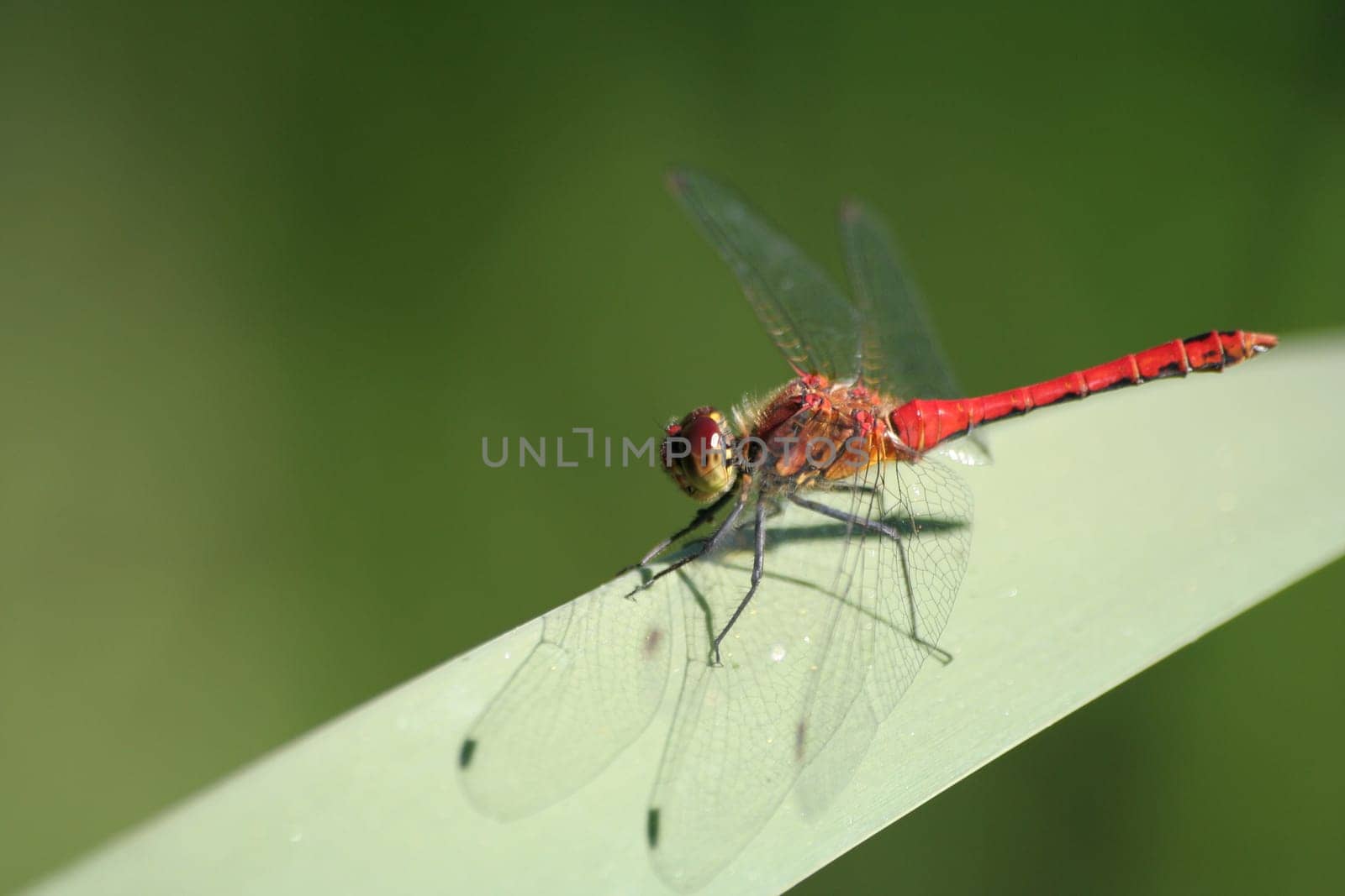 Red dragonfly