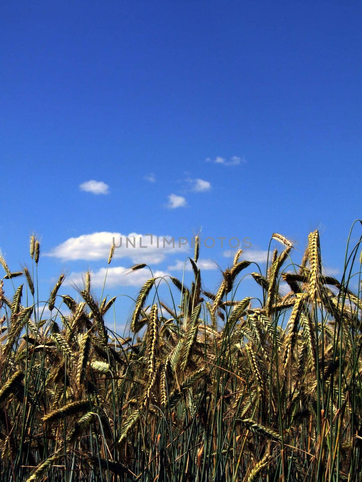 Grain field
