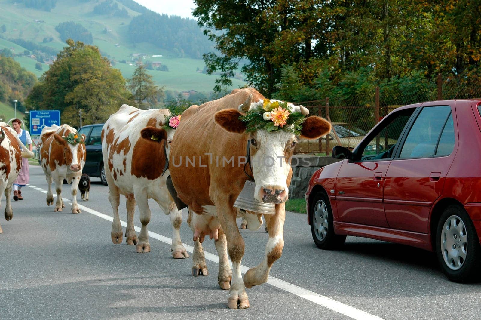 Almabtrieb Bernese Oberland Switzerland