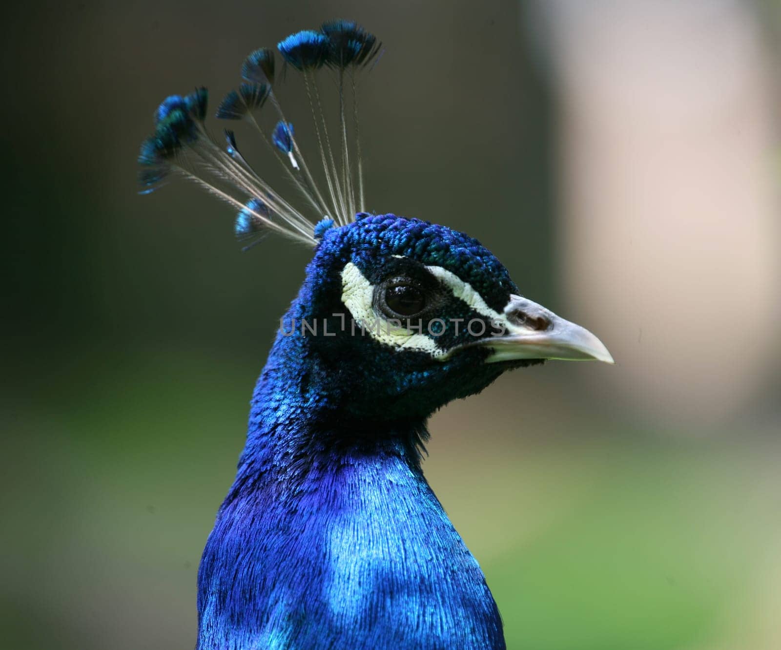 Pavo cristatus