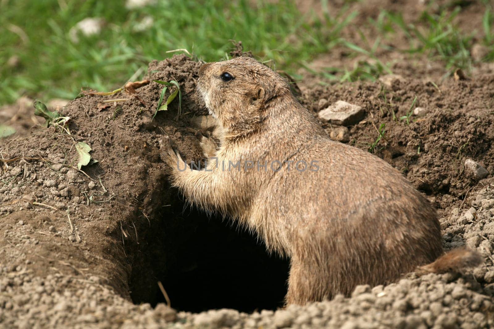 Cynomys ludovicianus in an animal park