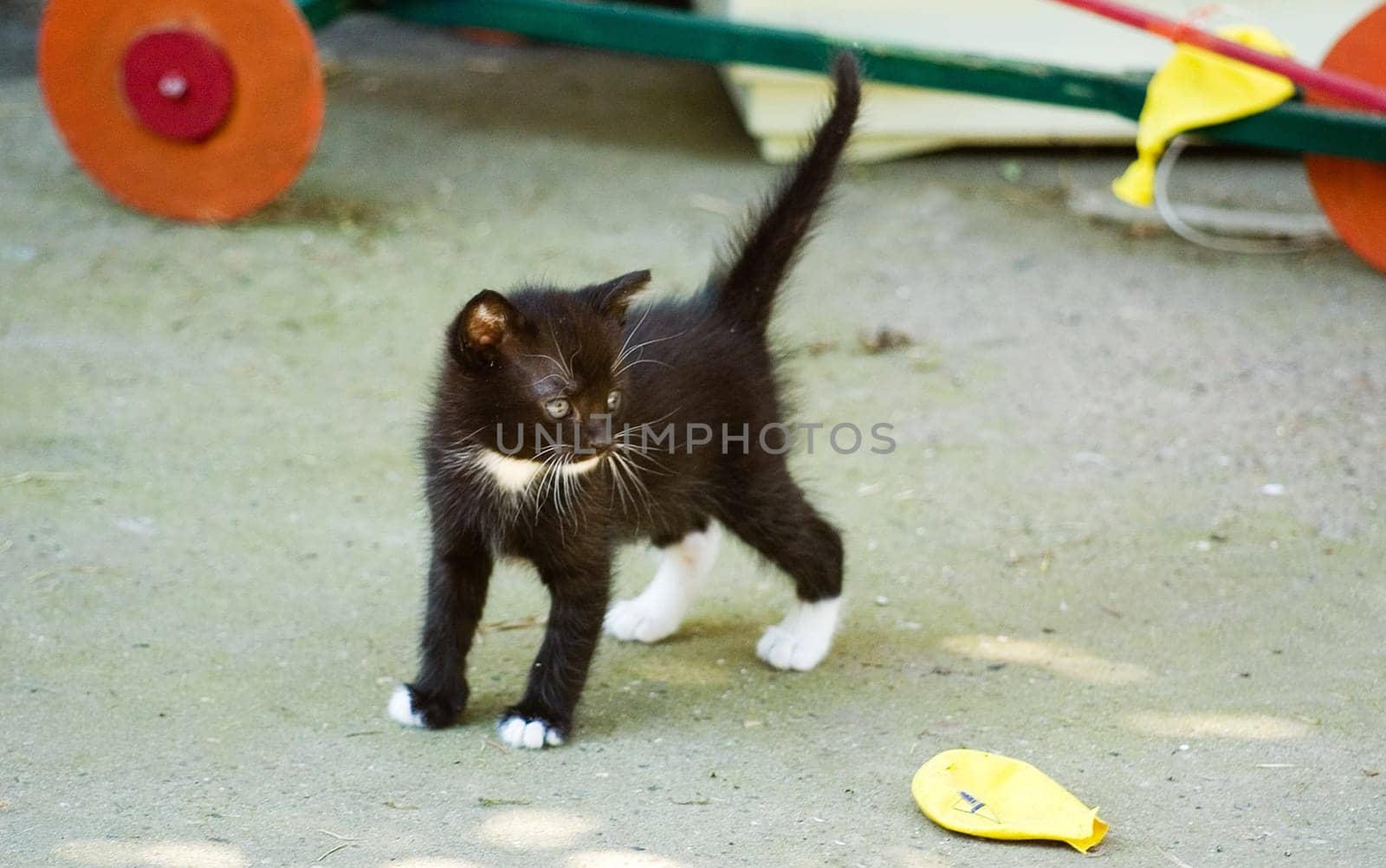 Bye Milo,I hope you like your new home!!!
