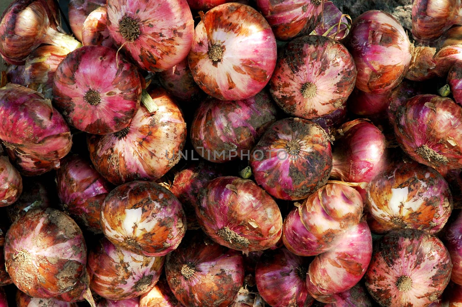 These onions are guaranteed to be completely fresh! Even on vacation,we like to go to farms to get fresh fruit or vegetables! A bunch of onions and fresh garlic gave our luggage the very special Mediterranean scent....!